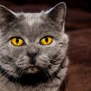 운정호수동물메디컬센터 이미지