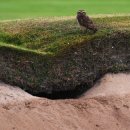 올림픽 골프장 이미지