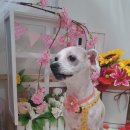 쪼쪼애견 이미지