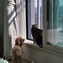 아이펫 | [아이펫] 고양이랑 강아지랑 같이 먹는 동결건조 트릿