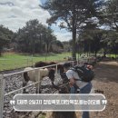 씨유제주벤처오름점 | 제주 2일차 정방폭포, 대한목장, 선덕사, 용눈이오름(서귀포에서 동쪽으로)