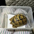 가치타개(타개) 이미지