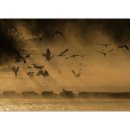 새들의 아침 이미지