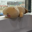 드디어... 매복 사랑니 수면발치 후기🦷🦷🦷🦷