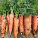 별별,당근이야기 이미지