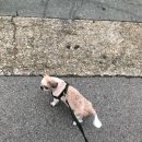 몽모드펫 이미지