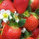 보영농장 이미지