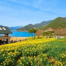 산업로1-3 | 구례 지리산치즈랜드 수선화 명소, 3월개화상태 주차 꿀팁 후기