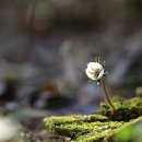 바람꽃의 종류 이미지