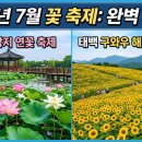 일림산권역 영농조합법인 | 2026년 7월 국내 꽃축제 총정리 | 연꽃·해바라기·수국 명소 일정·위치·입장료 완벽 가이드