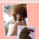 봉이네 애견미용 이미지