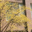 율하광장 반계공원 | [산책] 3월 사진첩 대구 율하체육공원의 봄(매화,목련,산수유)