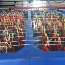 무안낙지 이미지