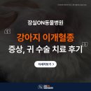 Dr.J동물병원 | 잠실 동물병원 강아지 이개혈종 증상, 귀 수술 치료 후기