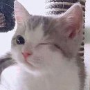 포토경양식