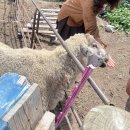 하계농장 | [25.08.10] 일요일은 캐나다 농장과 뭔 공룡 박물관