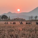 갈대정원 이미지