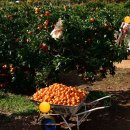 최석순농장 이미지