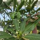 은혜과일 이미지