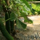 뽕이랑 귀농이랑 이미지