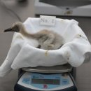 우포 따오기 구조 치료센터 이미지