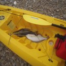 샛별해수욕장 Daum카페