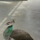 경상북도 야생동물 구조관리센터 이미지