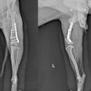 청라공감동물병원 이미지