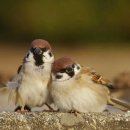 이노 태양광발전소 이미지