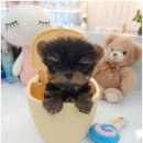 강아지분양 꽃강아지 중랑점 이미지