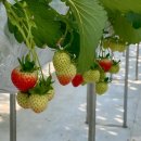 농산물도매시장 화장실 | 인천·부천·시흥 근교 딸기체험 추천｜딸기의하루 내돈내산 후기 (예약·주차·비용 총정리)