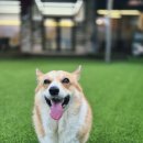 헤이, 댕댕 | 춘천 애견카페 헤이댕댕 넓고 안전한 뛰뛰공간