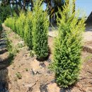 골든엔젤 이미지