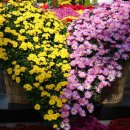 물의합창 이미지