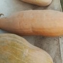 호박피씨 이미지