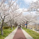 맥도생태공원 | 부산 맥도생태공원 벚꽃 개화시기와 주차장 주차 정보