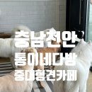 평강다방 | [충남천안]성성동 중대형견아이들이 있는 천국, 통이네다방🐶