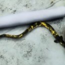 황금반점 이미지