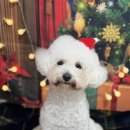 팍스도그트레이닝센터 이미지