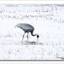 두루미202 이미지