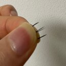 쫑쫑마켓 | [무보정 내돈내산]수아도르 쫑쫑마켓 노글루 클린컷 앳지레쉬 지원디자인 후기