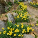 경기둘레길 시흥52코스 | 경기둘레길52코스(대부도관광안내소~배곧한울공원)2026.3.29