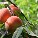 산골복숭아농장 이미지