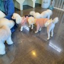 도그애견 이미지