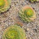 꽃님이네 이미지