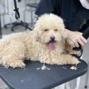 오늘, 그루밍 이미지