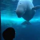 씨월드 피시 이미지