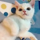 이쁜냥이 이미지