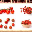 스테비아 방울토마토 효능 칼로리 당뇨 이미지