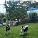 동백 숲속애견랜드 이미지